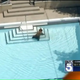 Illustration for article titled This Bear Trespassing in a Swimming Pool Gets It